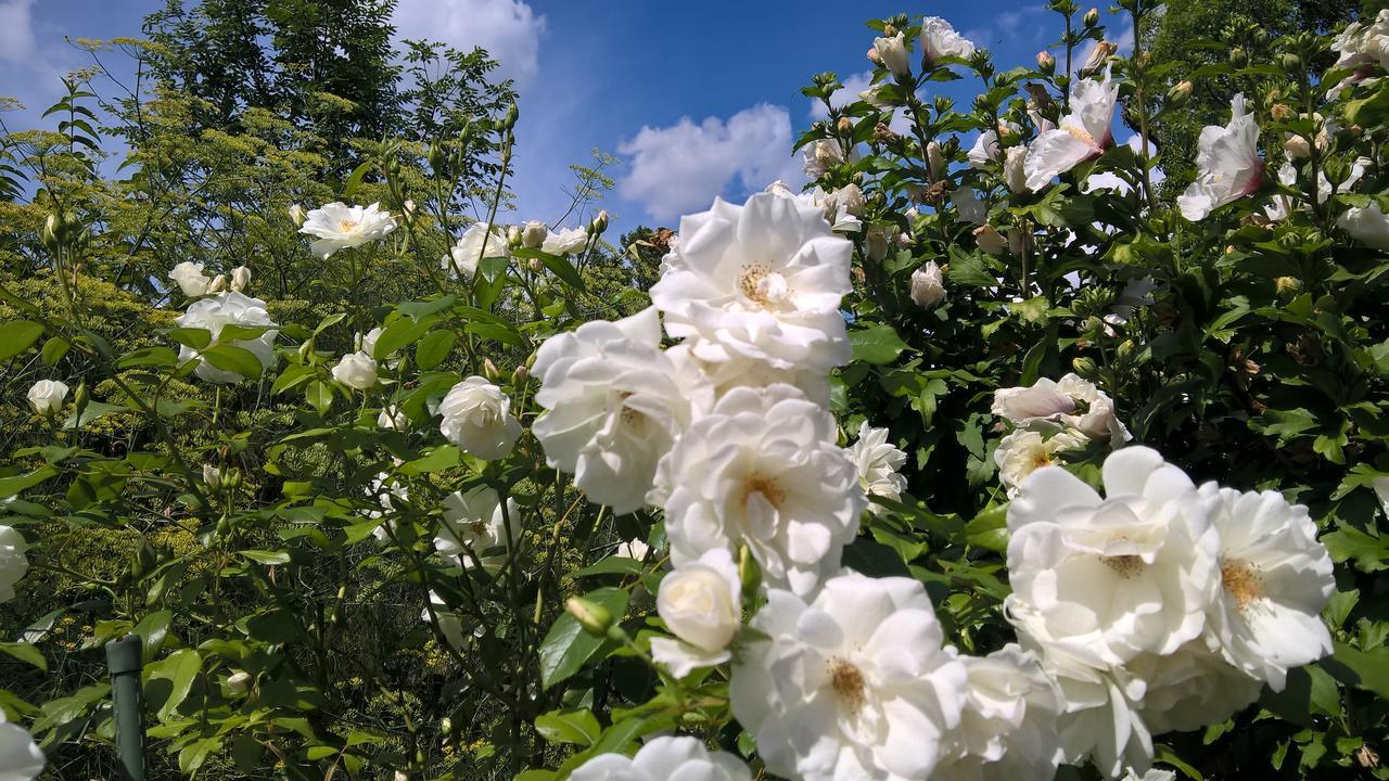 Das Kleine Hotel Iphofen, Fruehstueckszauber, No Waste, Nachhaltig, Nahe Aller Weingueter, Knauf Gips Kg Und Connekt, Kleines Secret Mit Garten & Terrassen, Tv Mirrorring, 55" Tv, Fine Dining, Hunde Willkommen Bagian luar foto